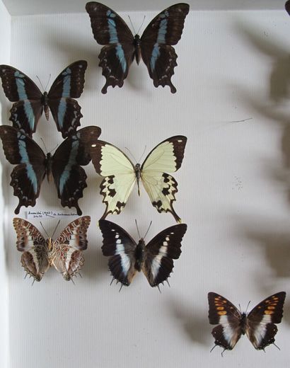 Grande boîte entomologique vitrée comprenant...