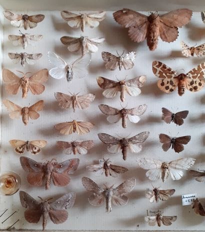 Entomological glass box with more than 50...