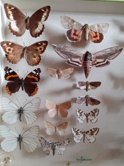 Entomological glass box containing more than...
