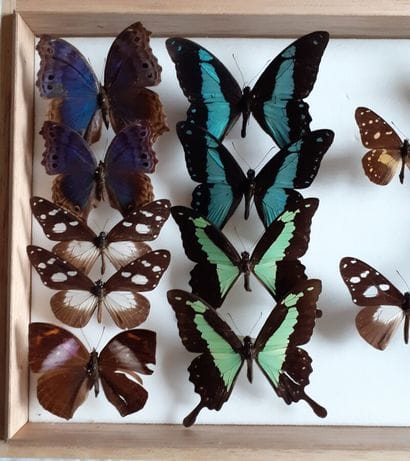Glass entomological box containing 15 specimens...