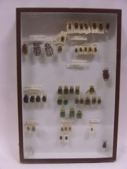 Boîte entomologique vitrée comprenant 46...