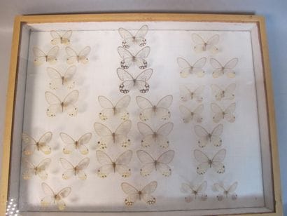 Boîte entomologique vitrée comprenant 31...