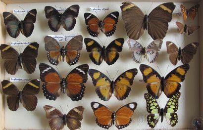 Glass entomological box containing 18 specimens...