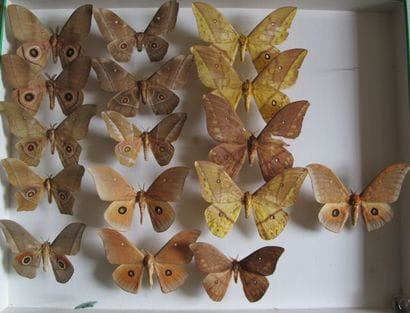 Large glass entomological box containing...