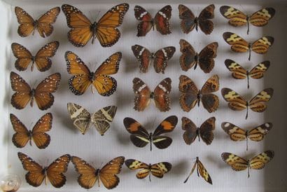Boîte entomologique vitrée comprenant 25...