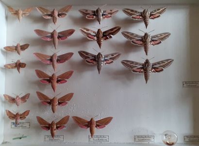 Boîte entomologique vitrée comprenant 18...