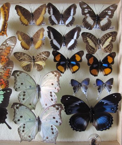 Boîte entomologique vitrée comprenant 24...