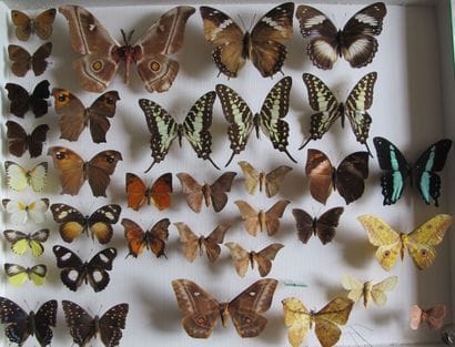 Grande boîte entomologique vitrée comprenant...