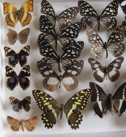 Glass entomological box containing 25 specimens...