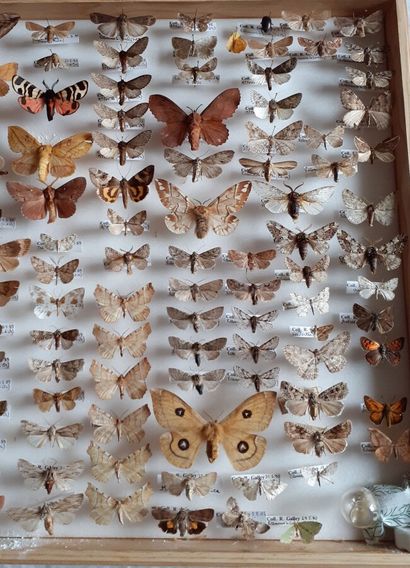 Grande boîte entomologique vitrée comprenant...