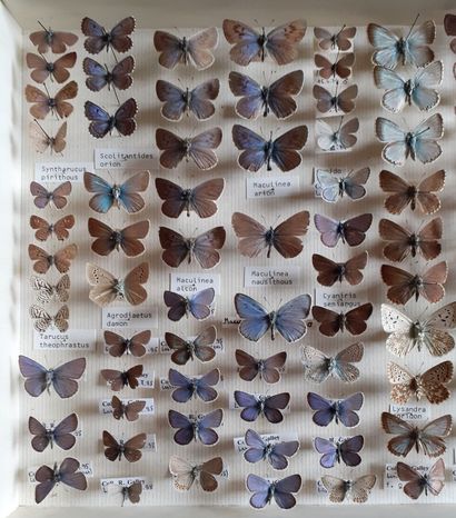 Boîte entomologique vitrée comprenant plus...