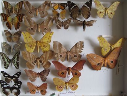 Grande boîte entomologique vitrée comprenant...