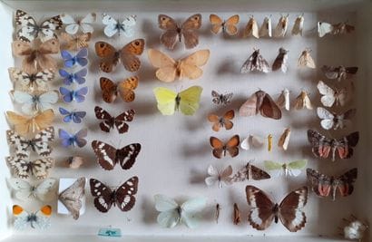 Entomological glass box with more than 50...