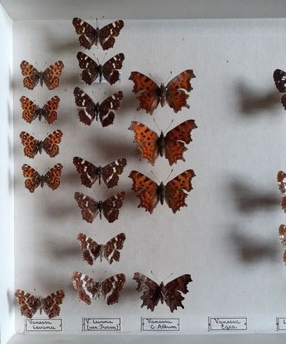 Boîte entomologique vitrée comprenant 24...