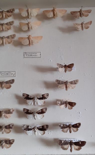 Boîte entomologique vitrée comprenant 41...