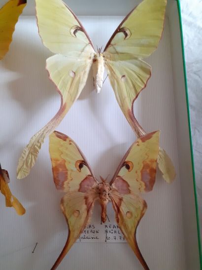 Grande boîte entomologique vitrée comprenant...