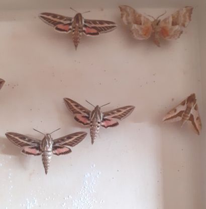 Boîte entomologique vitrée comprenant 10...