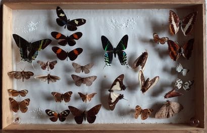 Large glass entomological box containing...
