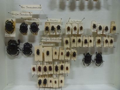 Boîte entomologique vitrée comprenant 46...