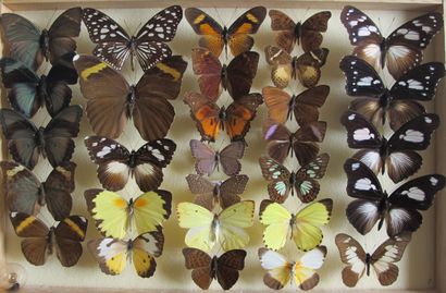 Boîte entomologique vitrée comprenant 29...