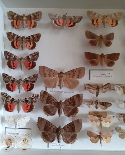 Boîte entomologique vitrée comprenant 41...
