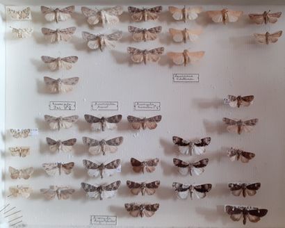 Boîte entomologique vitrée comprenant 41...