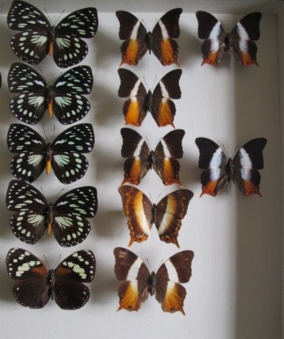 Large glass entomological box with 20 specimens...
