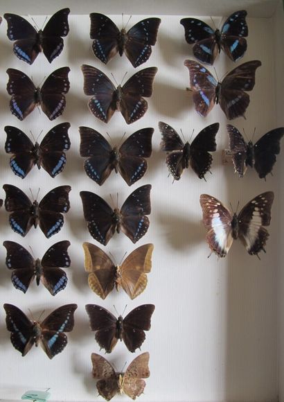 Grande boîte entomologique vitrée comprenant...
