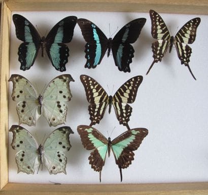 Glass entomological box containing 7 specimens...