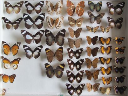 Grande boîte entomologique vitrée comprenant...