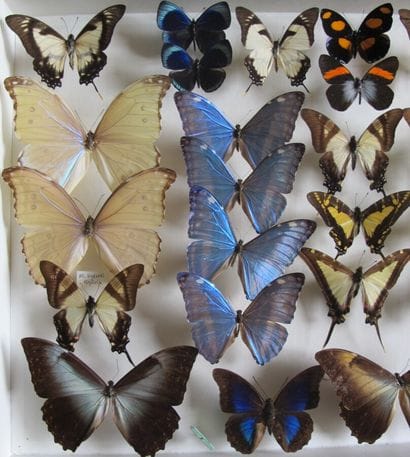 Large glass entomological box containing...