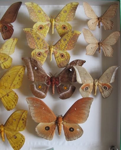 Large glass entomological box containing...
