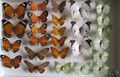 Glass entomological box containing 26 specimens...