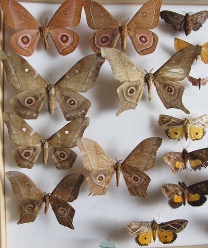 Grande boîte entomologique vitrée comprenant...