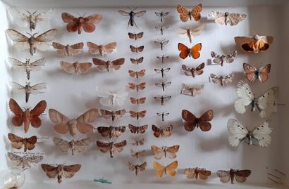Boîte entomologique vitrée comprenant 57...