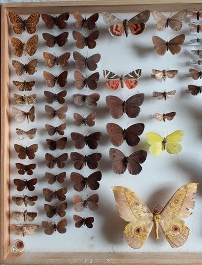 Large glass entomological box with more than...