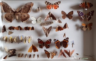 Boîte entomologique vitrée comprenant plus...