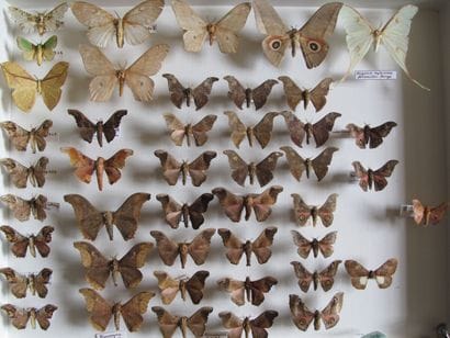 Grande boîte entomologique vitrée comprenant...