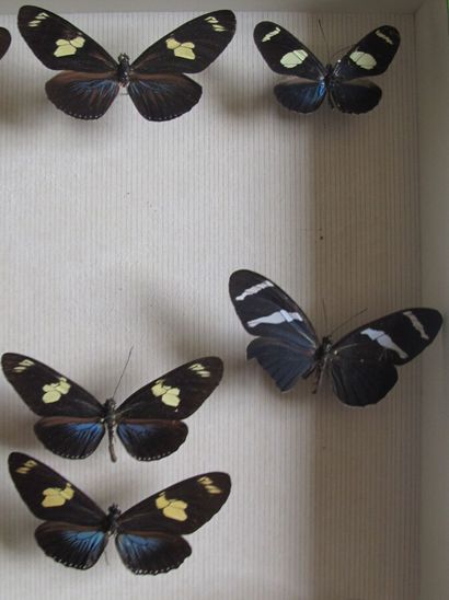 Boîte entomologique vitrée comprenant 10...