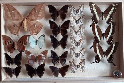 Boîte entomologique vitrée comprenant 21...
