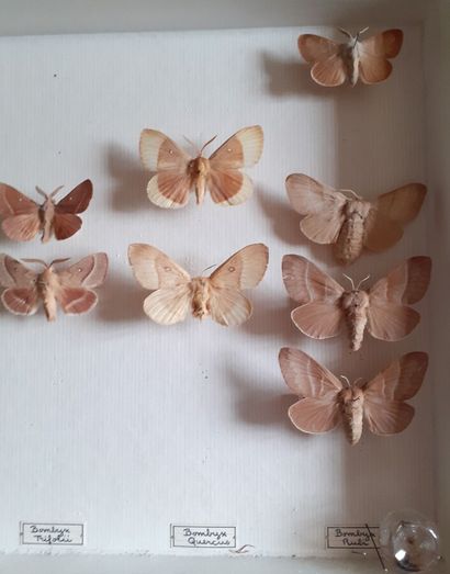 Boîte entomologique vitrée comprenant 19...
