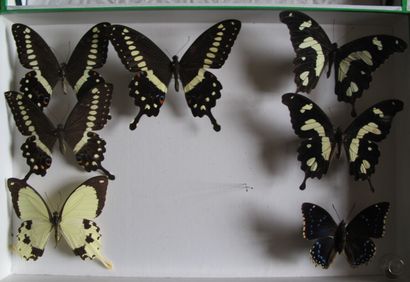 Boîte entomologique vitrée comprenant 7 spécimens...