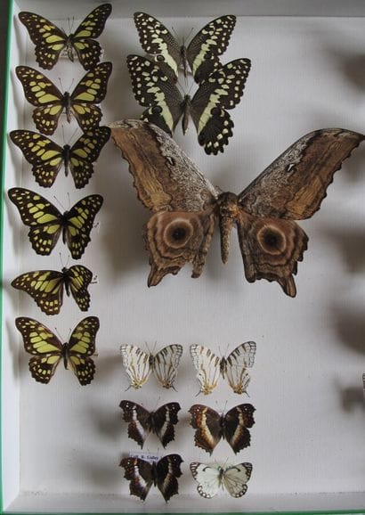 Grande boîte entomologique vitrée comprenant...