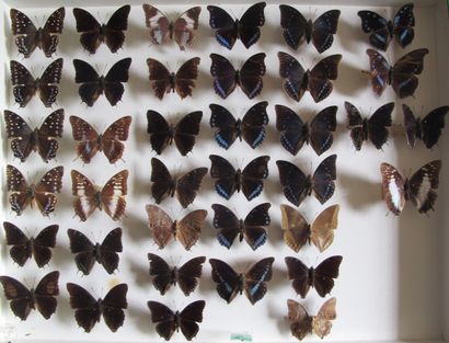 Grande boîte entomologique vitrée comprenant...