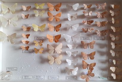 Boîte entomologique vitrée comprenant 50...