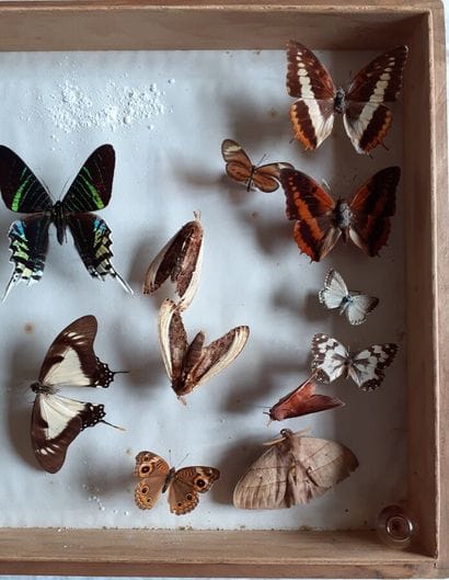 Large glass entomological box containing...