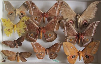 Boîte entomologique vitrée comprenant 10...