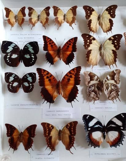 Large glass entomological box containing...