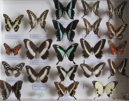 Large glass entomological box containing...