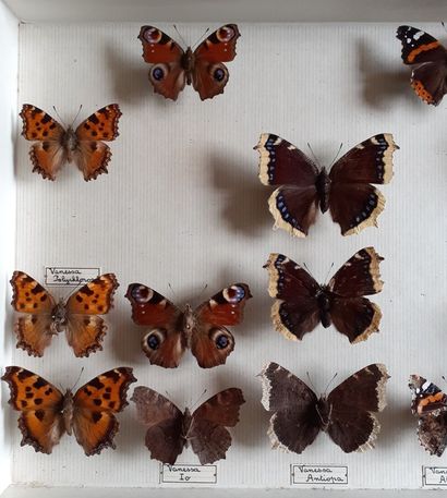 Boîte entomologique vitrée comprenant 18...